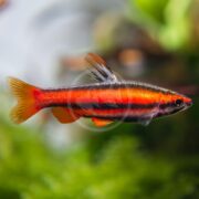 A TETRA - PENCILFISH CORAL RED / PERUVIAN Nannostomus mortenthaleri elegantly swims through a clear aquarium, its vivid red and black striped body contrasting against the blurred green plants and light background.