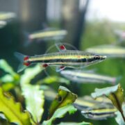 A TETRA - PENCILFISH THREE LINED Nannostomus trifasciatus glides through a clear aquarium with green plants, displaying a silver body with a black stripe and red-tipped fins, as others fade into the background.