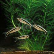 In an aquarium, four TETRA - PENGUIN Thayeria boehlkei move gracefully, their silver and black stripes glimmering against a background of vibrant green aquatic plants.