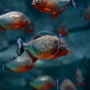 A group of TETRA - PIRANHA RED-BELLIED Pygocentrus nattereri swim in an aquarium. Their shimmering silvery bodies with red underbellies contrast strikingly against the bluish background, enhancing the scenes watery depth and their distinct appearance.