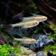 Three TETRA - PRISTELLA ALBINO / GOLD Pristella maxillaris with translucent bodies and red eyes swim near the bottom of a freshwater aquarium decorated with rocks, driftwood, and lush green aquatic plants.