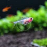 The TETRA - PRISTELLA BLUSHING/X RAY Pristella maxillaris elegantly swims in the aquarium, its translucent body showcasing a visible spine and organs. In the blurred background, green water plants and other fish complete this serene aquatic scene.
