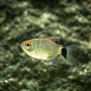A TETRA - RED EYE BALLOON Moenkhausia sanctaefilomenae with silver scales glides through a blurry aquatic setting. It features a distinct black patch near its tail fin, enhancing its allure against a mottled green and gray backdrop, suggesting underwater rocks or plants.