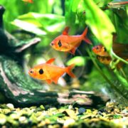 Vibrant fish, reminiscent of TETRA - RED PHANTOM Hyphessobrycon sweglesi, swim among green plants in a clear aquarium. Partially visible driftwood complements the gravel bed of colorful pebbles. The fish display distinct black spots on their bodies.