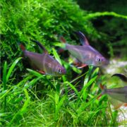 Three small TETRA - ROSY (Hyphessobrycon rosaceus) swim among vibrant green aquatic plants in a freshwater aquarium, their translucent bodies with red fins set against a backdrop of lush greenery.