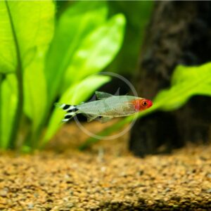 MINNOW - WHITE CLOUD MOUNTAIN GOLD Tanichthys albonubes - Aquatics Unlimited