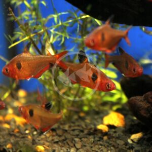 Sunburst Mickey Mouse Platy (Xiphophorus maculatus) - Dan's Fish