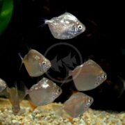 A school of TETRA - SILVER DOLLAR Metynnis argenteus fish swim gracefully in a freshwater aquarium, their silvery bodies and red-accented fins shimmering as they glide over gravel substrate, surrounded by lush aquatic plants.