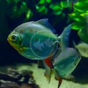 Two silver TETRA - SILVER DOLLAR RED HOOK Myloplus rubripinnis fish swim gracefully in a dark aquarium with lush green plants, one prominently in the foreground.