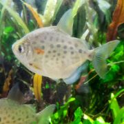 In an aquarium, the TETRA - SILVER DOLLAR SPOTTED Metynnis lippincottianus swims gracefully among lush plants, showcasing its silver body with dark spots, translucent tail, and an orange mark near its gills.