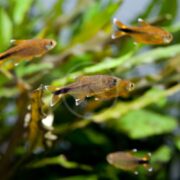In an aquarium, vibrant orange fish swim gracefully alongside Hasemania nana (TETRA - SILVERTIP / WHITETIP) against a backdrop of lush green aquatic plants.