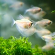 Close-up of a TETRA - WHITE / WHITE SKIRT Gymnocorymbus ternetzi swimming near the camera, with a blurred group in the background and vibrant green aquatic plants at the bottom.