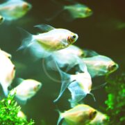 A school of TETRA - WHITE / WHITE SKIRT HIFIN Gymnocorymbus ternetzi glides gracefully through a lush green aquatic scene, with their translucent bodies shimmering above moss-covered rocks, enhancing the vibrant habitat.