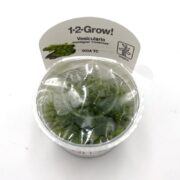 A sealed plastic cup labeled 1-2-Grow! Vesicularia montagnei Christmas contains green aquatic moss for aquariums. The cup has a clear lid and a white label with product details and a small plant illustration.