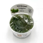 A plastic cup of TISSUE CULTURE - MOSS FLAME taxiphyllum flame from the 1-2-Grow! series is partly wrapped in clear plastic with a label featuring its name and an image of its lush tissue culture origin.