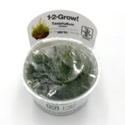 A small sealed container labeled TISSUE CULTURE - MOSS JAVA Taxiphyllum barberi from Tropica holds Java Moss, grown in tissue culture, with vibrant moss and condensation on the lid.