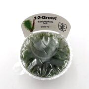 A sealed plastic cup labeled 1-2-Grow! Taxiphyllum Spiky containing live aquatic moss, with condensation visible inside the packaging.