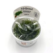 TISSUE CULTURE - MOSS WEEPING Vesicularia ferriei weeping comes in a Tropica-branded plastic container labeled 1-2-Grow!, featuring lush weeping moss tissue culture with care instructions and a charming illustration of the green aquatic plant.