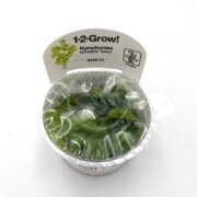 A clear plastic cup containing Nymphoides hydrophylla Taiwan aquatic plant, labeled 1-2-Grow! by Tropica, with condensation inside and a plant information card attached to the packaging.