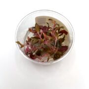 A clear cup showcases a vibrant display of the TISSUE CULTURE UNS - SCARLET TEMPLE - Alternanthera reineckii mini, with striking red and green leaves against a white surface.