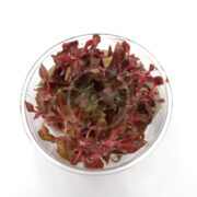 A clear cup displays the TISSUE CULTURE UNS - ALTERNANTHERA ROSANERVIG, featuring vibrant red and green variegated leaves, all elegantly set against a white background.