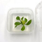 A small green plant with several leaves grows in a clear plastic container with a transparent lid, set against a white background.