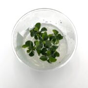 A small green plant with several leaves grows in a transparent gel-like substance inside a clear glass container, viewed from above on a white background.