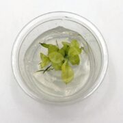 A TISSUE CULTURE UNS - ANUBIAS NANA PINTO container holds anubias nana pinto leaves in clear gel, placed on a white surface.