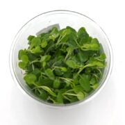 A clear plastic container filled with TISSUE CULTURE UNS - CARDINAL Lobelia cardinalis boasts fresh, green watercress-like leafy greens with small leaves and thin light stems intricately arranged inside.