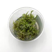 A small clear plastic cup filled with water contains green aquatic plants, viewed from above on a plain white background.