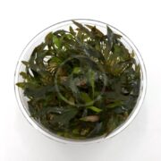 A clear plastic cup of TISSUE CULTURE UNS - CRYPT MIOYA Cryptocoryne mioya displays live aquatic plants with green, elongated leaves. The densely arranged plants form a lush tissue culture.