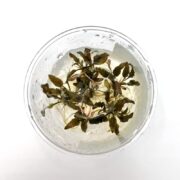 Above a clear cup of water and ice, lush green herbs mimic the vibrant TISSUE CULTURE UNS - CRYPT TROPICA Cryptocoryne tropica. The top view shows leaves artfully spread over the ice, with a plain white background enhancing every detail inside the cup.