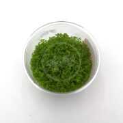 Tissue culture of dwarf baby tears