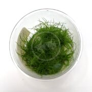 The clear plastic container features the product TISSUE CULTURE UNS - DWARF HAIRGRASS Eleocharis parvulus mini, showcasing vibrant green aquatic plants with thin, grass-like leaves submerged in water.
