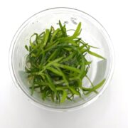 A TISSUE CULTURE UNS filled with Sagittaria sublata (Dwarf Sagittaria) features a small glass bowl of submerged long, thin green leaves on a plain white background.