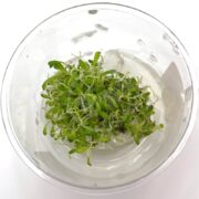 A small cluster of vibrant green TISSUE CULTURE UNS - GLOSSO Glossostigma elantinoides thrives in a transparent cup with clear gel, set against a white background.