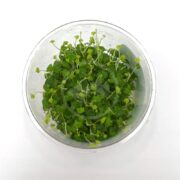 A clear TISSUE CULTURE UNS bowl filled with lush Hydrocotyle tripartita microgreens on a white background, featuring vibrant, densely packed leaves and elegant slender stems.