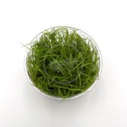 A clear glass bowl filled with fresh, green grass blades, placed on a white background.