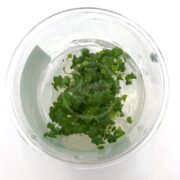 The TISSUE CULTURE UNS - MARSH PENNYWORT (Hydrocotyle sibthorpioides) features small green plants that float gracefully in a clear glass container filled with water. The tiny leaves cluster together, offering a vibrant contrast against the transparent liquid background.