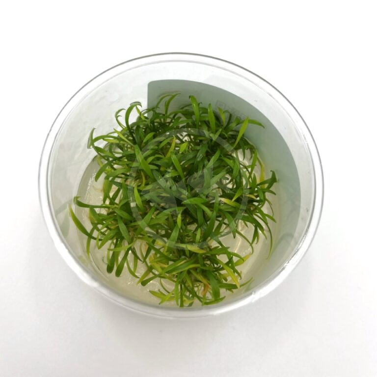 TISSUE CULTURE UNS - CRYPT PARVA Cryptocoryne parva 'mini' - Aquatics ...