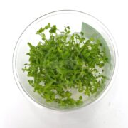 A TISSUE CULTURE UNS - PEARL WEED Hemianthus micranthemoides graces a round, clear glass bowl with water. Its lush, delicate leaves create a lively and enchanting appearance.
