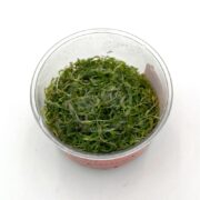 rotala macrandra mini red tissue culture