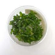A top-down view of the clear plastic container from the TISSUE CULTURE UNS - STAUROGYNE REPENS reveals densely packed, vibrant green staurogyne repens with oval leaves. The container rests on a white surface, showing faint labels on its side.