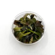 A clear plastic container filled with green and brown aquatic plant leaves, placed on a white surface.
