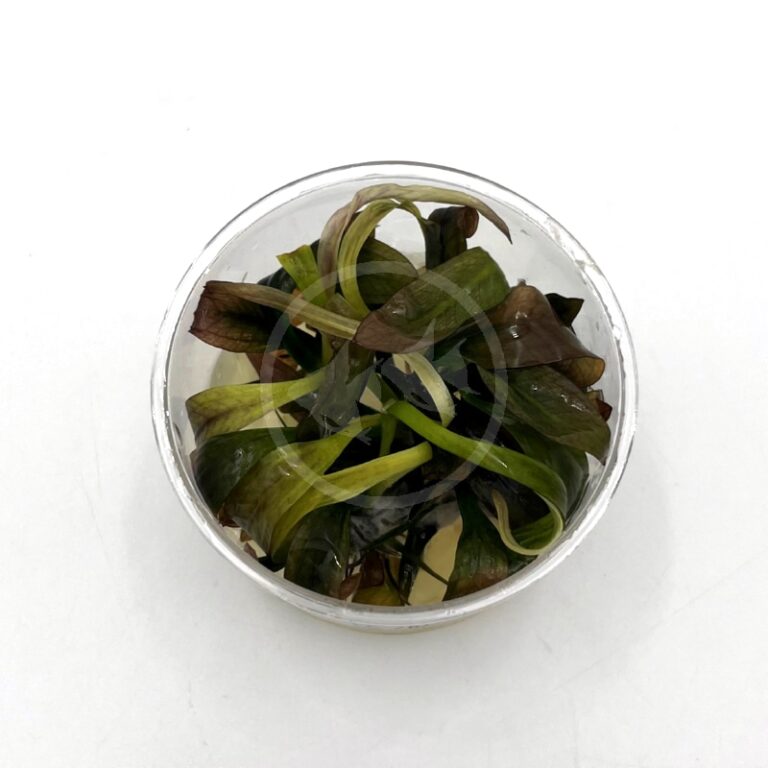 TISSUE CULUTRE UNS -SWORD FANCY TWIST Echinodorus 'Fancy Twist ...