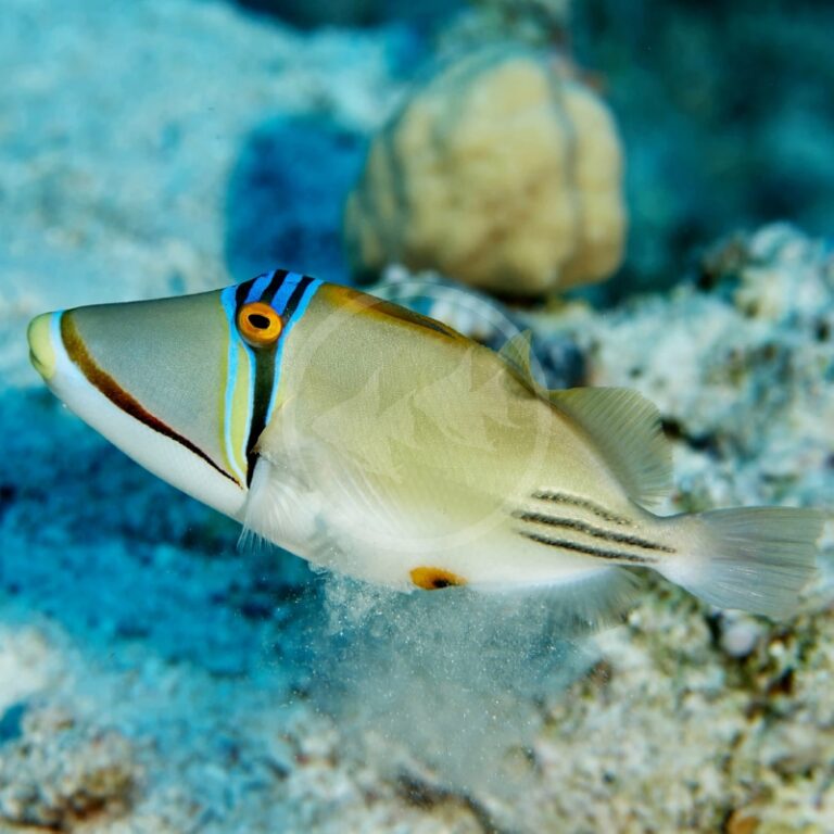 TRIGGER ASSASI PICASSO Rhinecanthus assasi Aquatics Unlimited