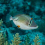 A TRIGGER - ASSASI PICASSO Rhinecanthus assasi swims near a coral reef, showcasing its vibrant blue and yellow stripes, an orange spot near its tail, amidst blurred coral and the deep blue ocean.