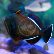 Close-up of the TRIGGER - BLACK INDIAN Melichthys indicus, showcasing neon blue fin outlines and a unique angular shape as it swims in an aquarium. The blurred background reveals hints of another fish and a sandy bottom.