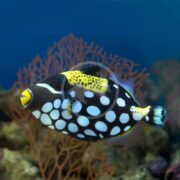 A TRIGGER - CLOWN Balistoides conspicillum glides gracefully near coral, its vibrant black, white, and yellow patterns striking against the azure aquatic backdrop.