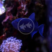 A vibrant blue TRIGGER - NIGER Odonus niger swims near a small cluster of white coral against a backdrop of dark rock formations illuminated by the surrounding underwater environment.